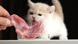 CAT EATING AMSR |  The short-footed milky white small milk cat eats rabbit legs for the first time