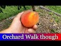 Our Homestead Orchard August 2018