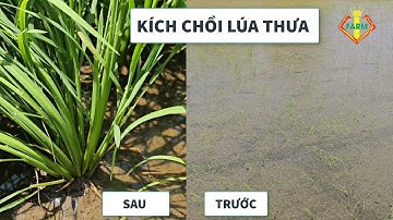 THUỐC KÍCH CHỒI CỰC MẠNH - LÚA THƯA QUÁ + CÔNG THỨC PHÂN  | #CẶPMẬPTHÂNMẬPCHÔI