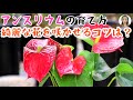 アンスリウムの育て方、花を咲かせるテクニックは？一番重要なのは水やり！｜花子