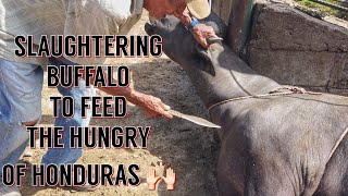Preserving Ancestral Heritage: Traditional Indigenous Buffalo Processing in Honduras | A Documentary