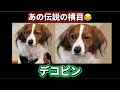 デコピンの伝説すぎる横目😂