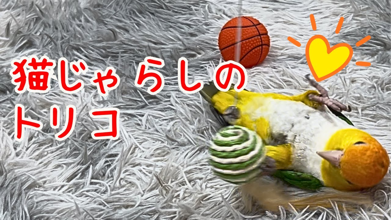 猫じゃらしを見せたらインコが猫になりましたw【シロハラインコ