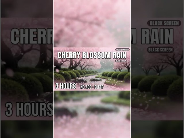 Sakura Rain | Cherry Blossom Ambience 3 Hours | Deep Sleep | No Ads | Black Screen