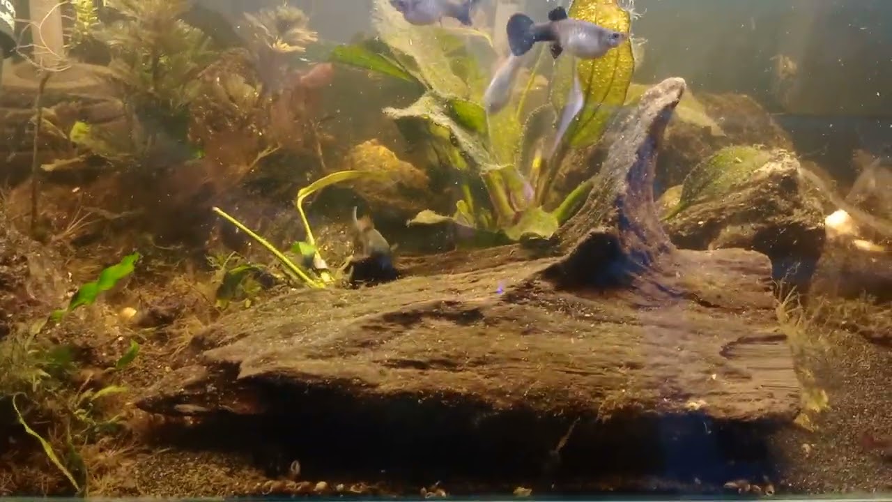 planted with soil deep sand substrate guppy aquarium.