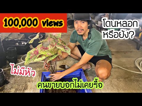 โดนกับตัว⁉️ จะผ่าหัวบอนสีไก่ราชาวดี แต่ดันไม่มีหัว