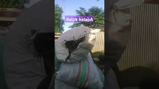 batok Kelapasiap Di Bakar Menjadi Arang Tempurungfi Eexpor Ke Timur Tengahsee You 