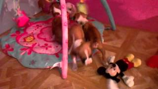 Vico & Mekas 5 week old boxer puppies in Dallas.3gp