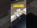 愛犬がブチ切れてた理由がこちら🐶#shorts #可愛い犬 #マルチーズ