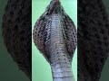 Egyptian Cobra #shorts #short #shortvideo #reptiles #egypt #cobra #snake #wildlife #animals