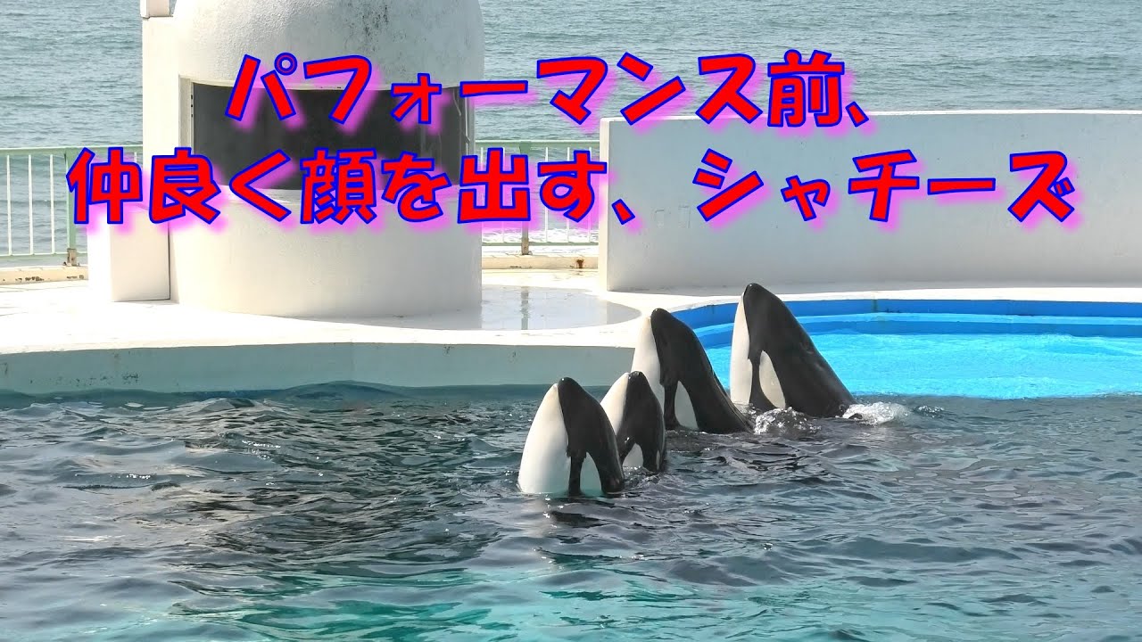 パフォーマンス前 揃って顔を出すシャチーズ 鴨川シーワールド シャチ Youtube