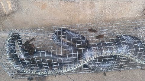 cách làm thịt rắn hổ trâu ( hổ hèo ) chuẩn cho trẻ em ăn hết từng thìa !