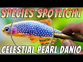 Celestial pearl danios danio margaritatus freshwater nano aquarium fish profile  care guide