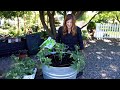 Planting a Container Salsa Garden! 🌿🍅🌶// Garden Answer