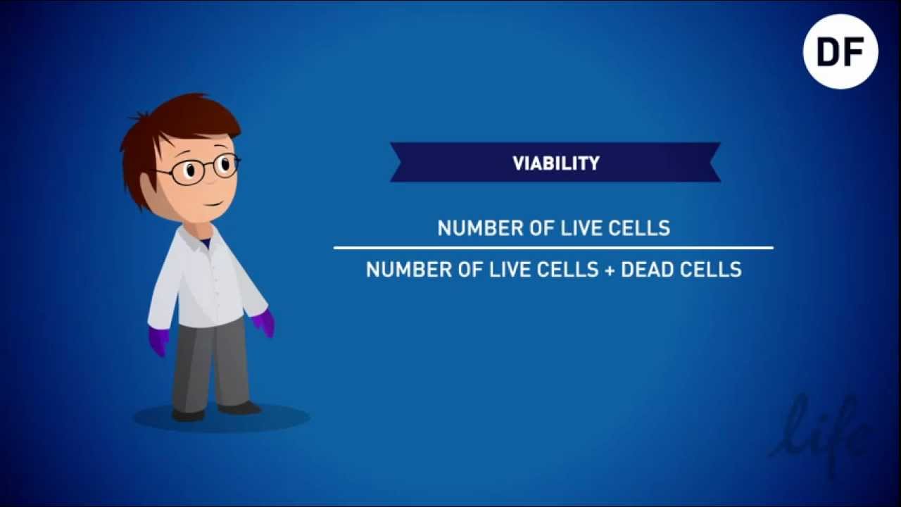 Using a Hemocytometer YouTube