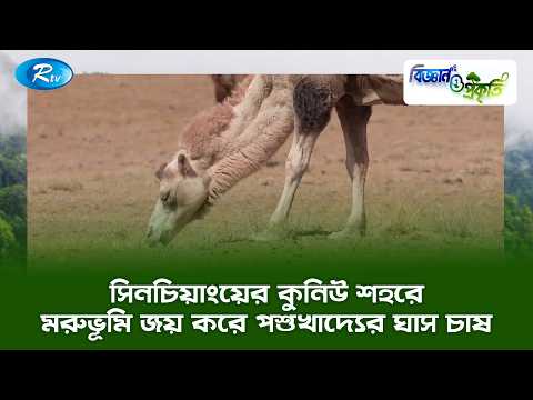 সিনচিয়াংয়ের কুনিউ শহরে মরুভূমি জয় করে পশুখাদ্যের ঘাস চাষ | Biggan O Prokriti Clip | Rtv