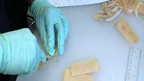 Tensile test preparation - cutting pig skin