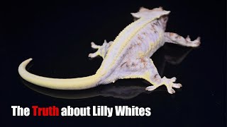 The TRUTH about the Lilly White Crested Geckos