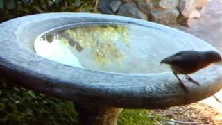 WSBC0012.AVI