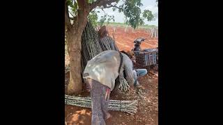 ការចុះជួបម្ចាស់ចំការដំឡូងមី ការប្រើប្រាស់ថ្នាំបណ្ដុះឫស និង ថ្នាំពន្លឿនពង្រីកមើម របស់ក្រុមហ៊ុនអែនធី