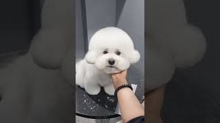 GIVING BICHON FRISE'S ROUND HEAD GROOMING  #cute #dog #puppygrooming #shortsvideo