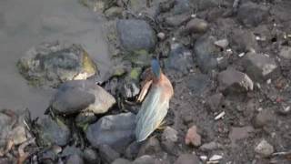Bird using bread to catch fish - Grenada - Heron