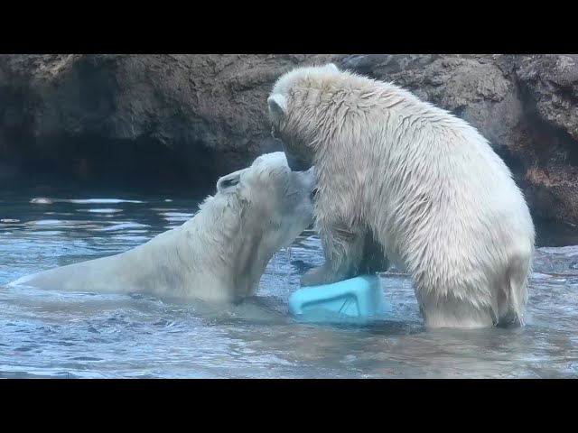 ズーラシアホッキョクグマ わんぱくライPolar bear ZOORASIA