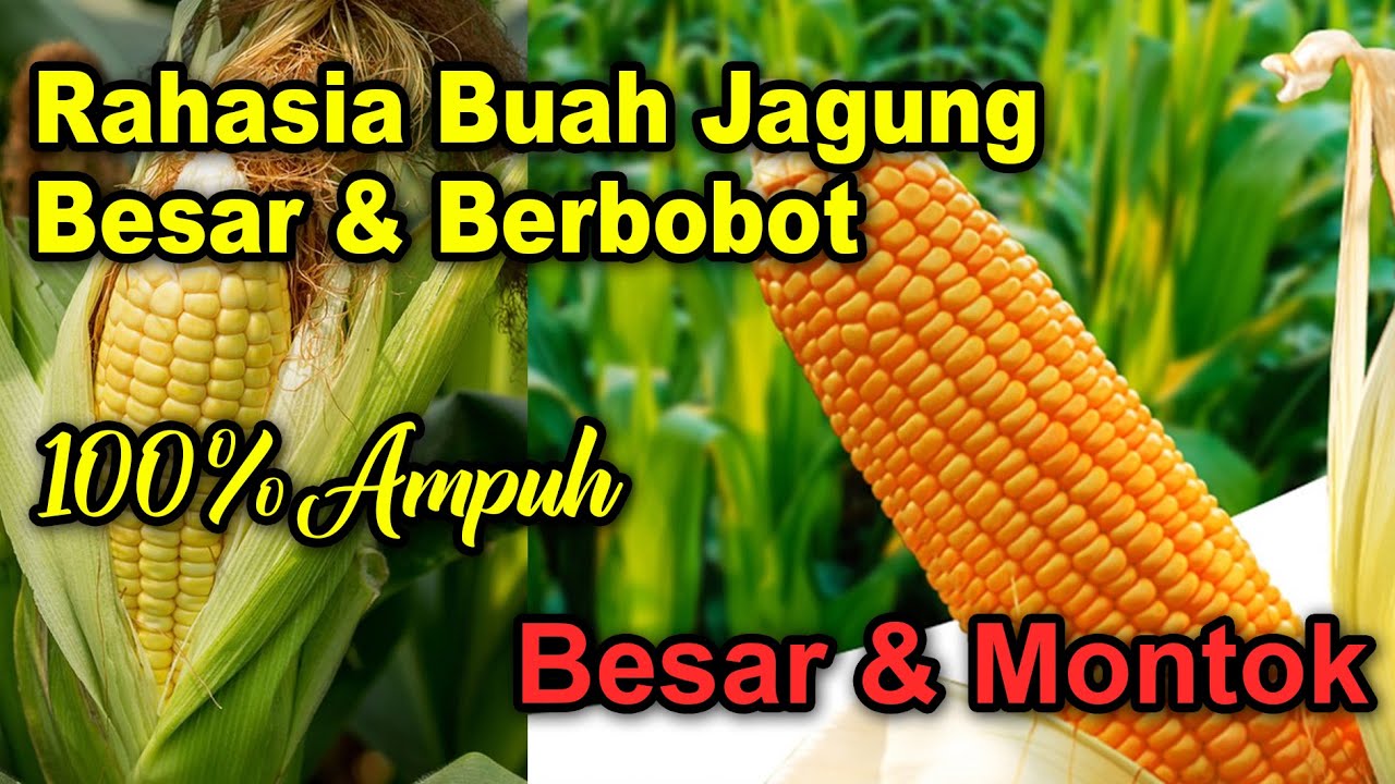 Rahasia Buah Jagung Bertongkol Besar & Berbobot