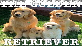 Comprehensive Guide to Golden Retriever Ownership: Tips, Frequently Asked Questions, and Beyond