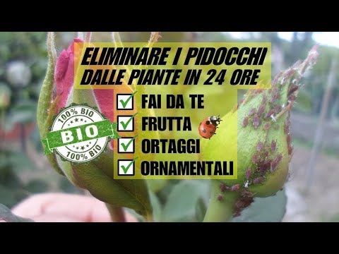 Video: Afidi Sulle Rose (22 Foto): Come Elaborare A Casa? Come Sbarazzarsi Degli Afidi In Giardino? Come Spruzzare Con Prodotti Chimici E Come Trattare Gli Afidi Con Il Sapone?