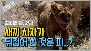 [사자 더보기] 피 범벅이 된 새끼 사자😲｜A Lion cub covered with Blood