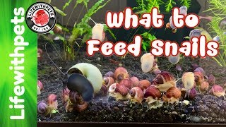 What To Feed Snails