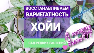 видео: Восстанавливаем вариегатность \ сплэш у хойи карноза Wilbur graves картинка: Восстанавливаем вариегатность \ сплэш у хойи карноза Wilbur graves