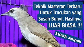 PANCINGAN Trucukan Gacor Ngalas Tarung Ropel Paling Bagus Untuk Pancingan Trucukan Agar Bunyi Nyaut