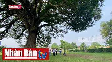 Hà Tĩnh: Bảo tồn cây trôi di sản | Đảng với Dân