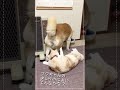 柴犬フクのおしりのにおいをチェックする猫のキビタロウ