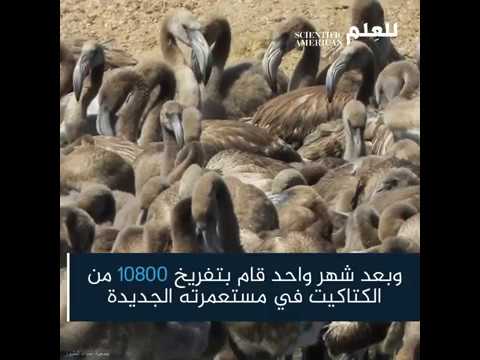 بأعداد غير مسبوقة الفلامنجو يستوطن تونس