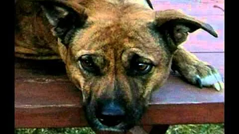 R.I.P Brandy Roth (Our Dog)