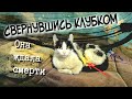 🔴Раненая кошка плакала и просила помощи|бабушка лечила как могла денег на врача не было|help the cat