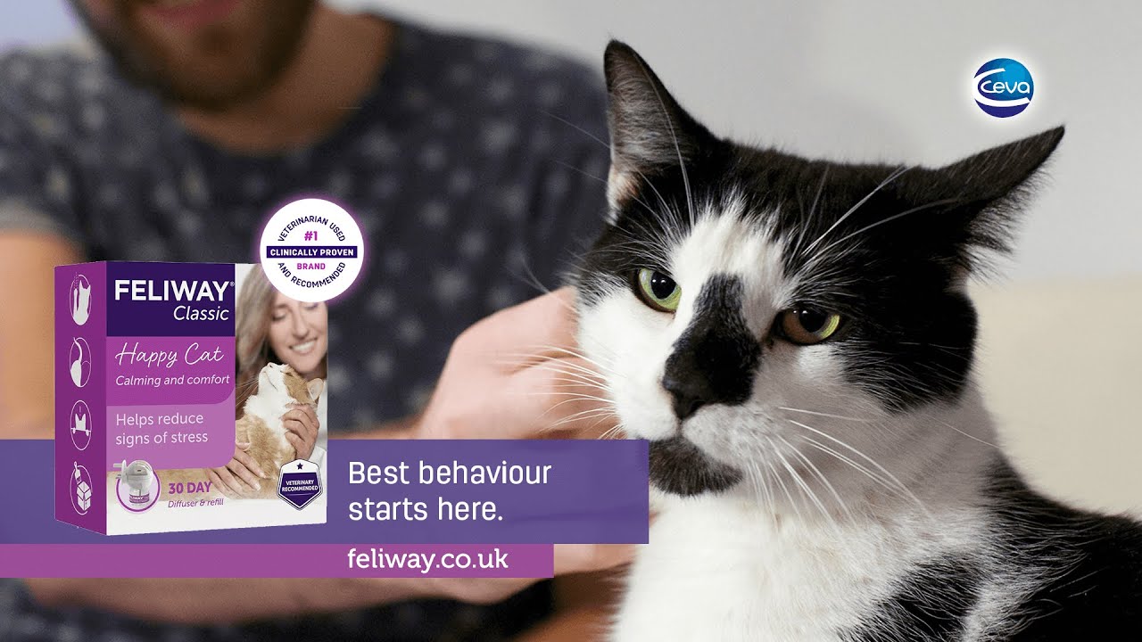 How FELIWAY CLASSIC helped Cassius the cat to cope with changes in