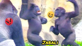 D'jeeco can't stand Jabali's naughtiness.😆🤣💦|D'jeeco Family|Gorilla|Taipei zoo