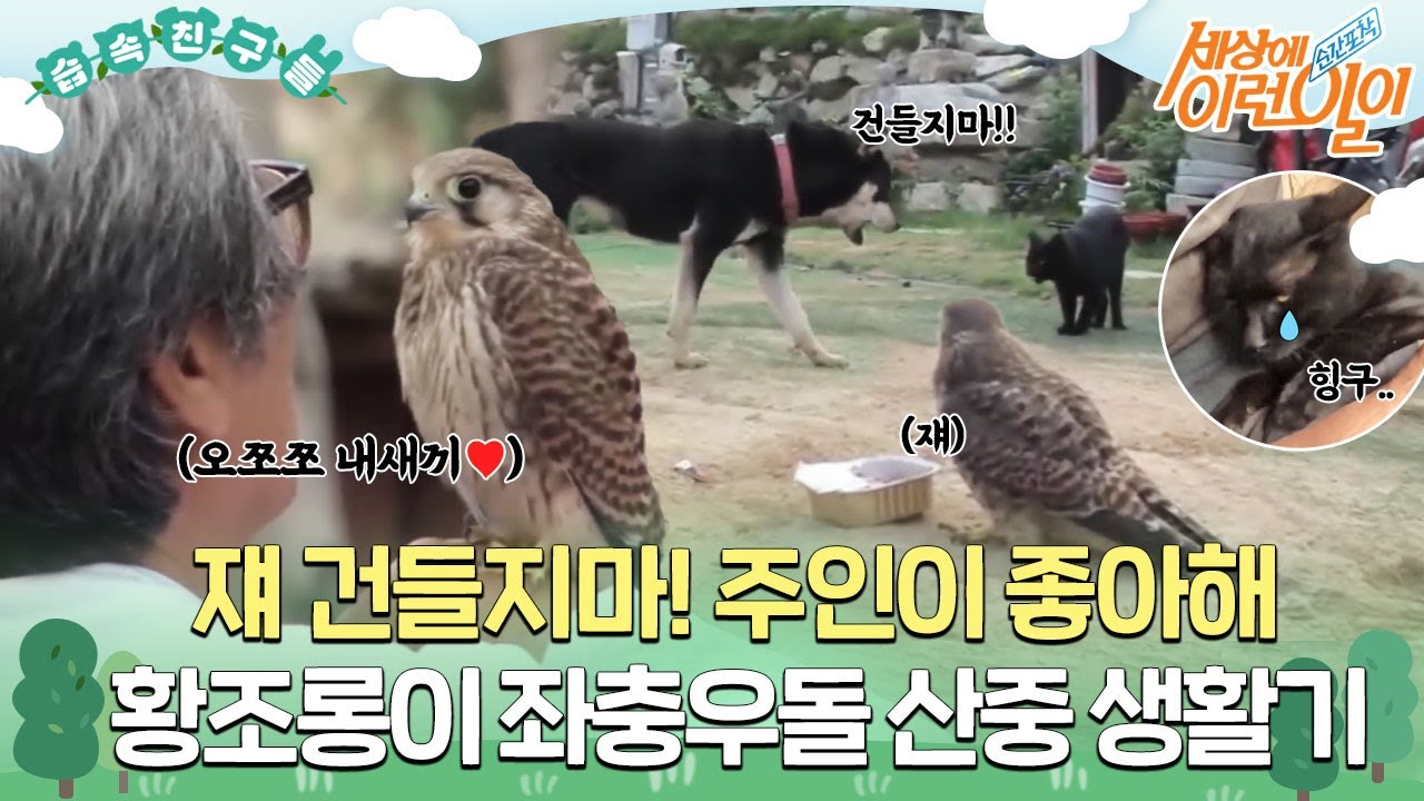 [#습속친구들] 할아버지와 황조롱이 3형제의 우당탕탕 산중 생활기 #순간포착세상에이런일이 #WhatonEarth #SBSstory