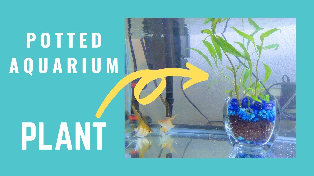 Potted Aquarium Plant YouTube