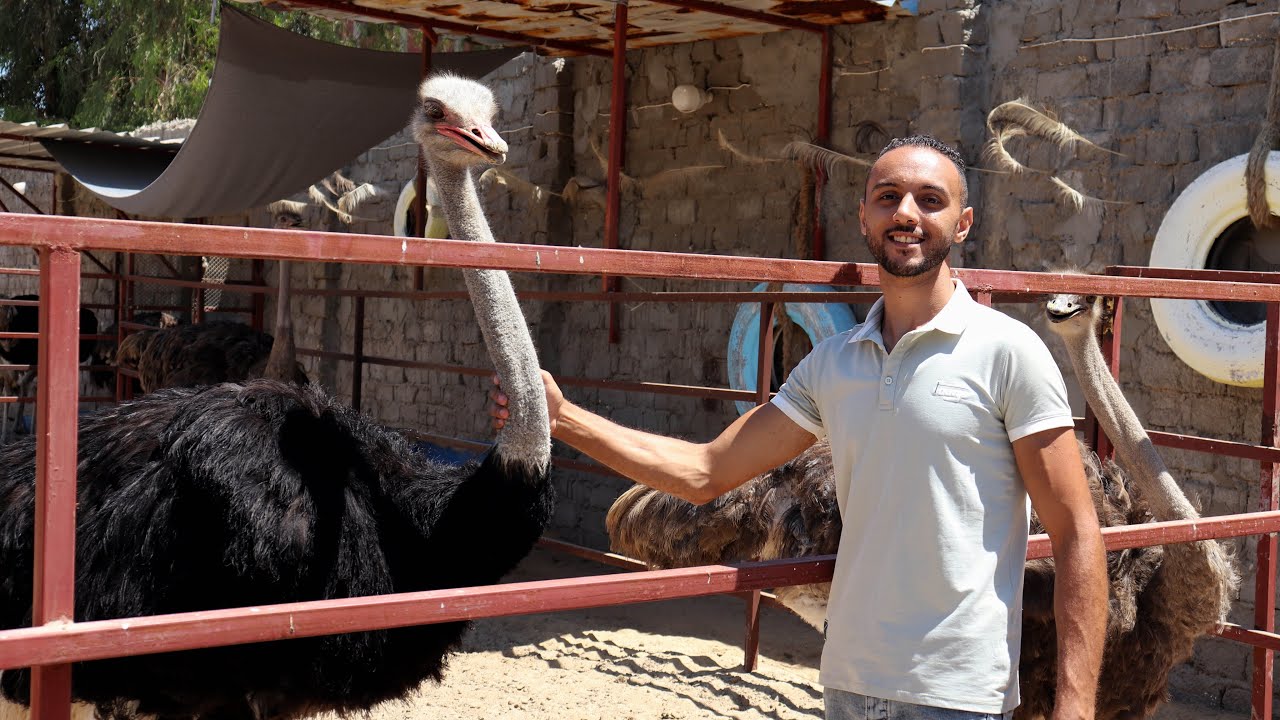 كل حاجه محتاجها عن تربيه النعام/ قبل ما تفكر تبدأ