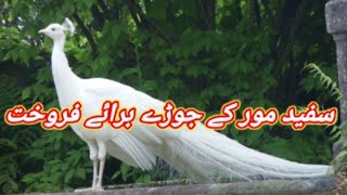 White Peacock Available For Sale In Pakistan | Peacock Bird |