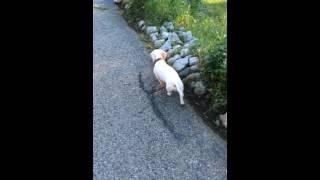 Did You Know A Deaf Dachshund Can Be Your Best Friend?