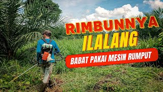 Membabat Ilalang Di Kebun Sawit Menggunakan Mesin Rumput