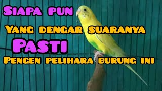 Burung Parkit Gacor | full isian