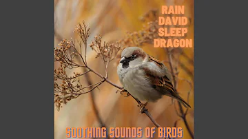 Soft Bird Sounds