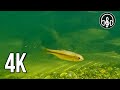 Underwater video of a mountain river. Soothing 12 hour 4K video for sleep and relaxation.